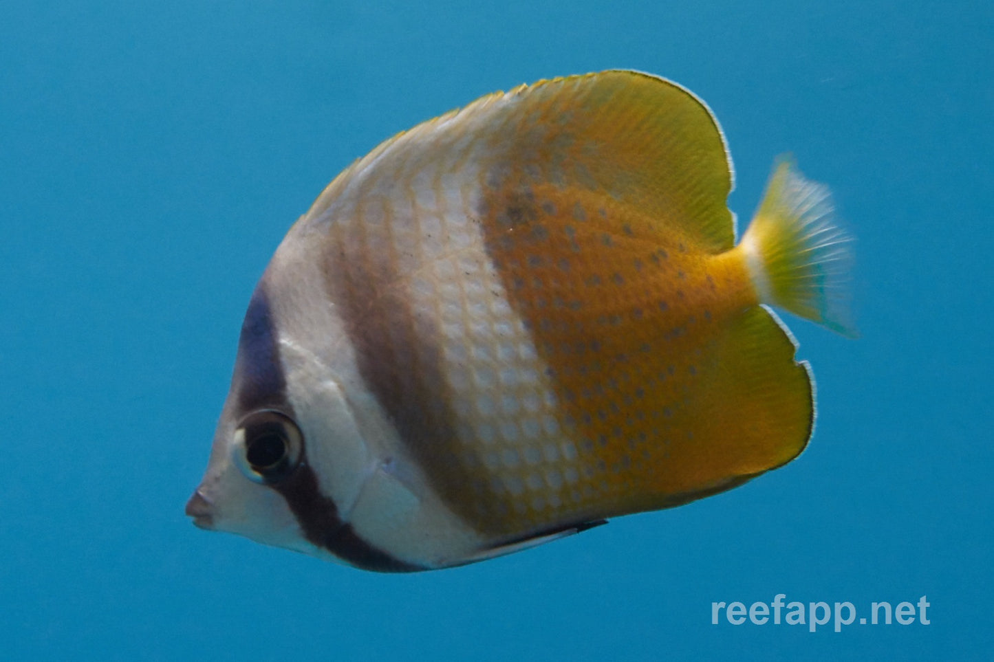 Sunburst (Klein's) Butterflyfish