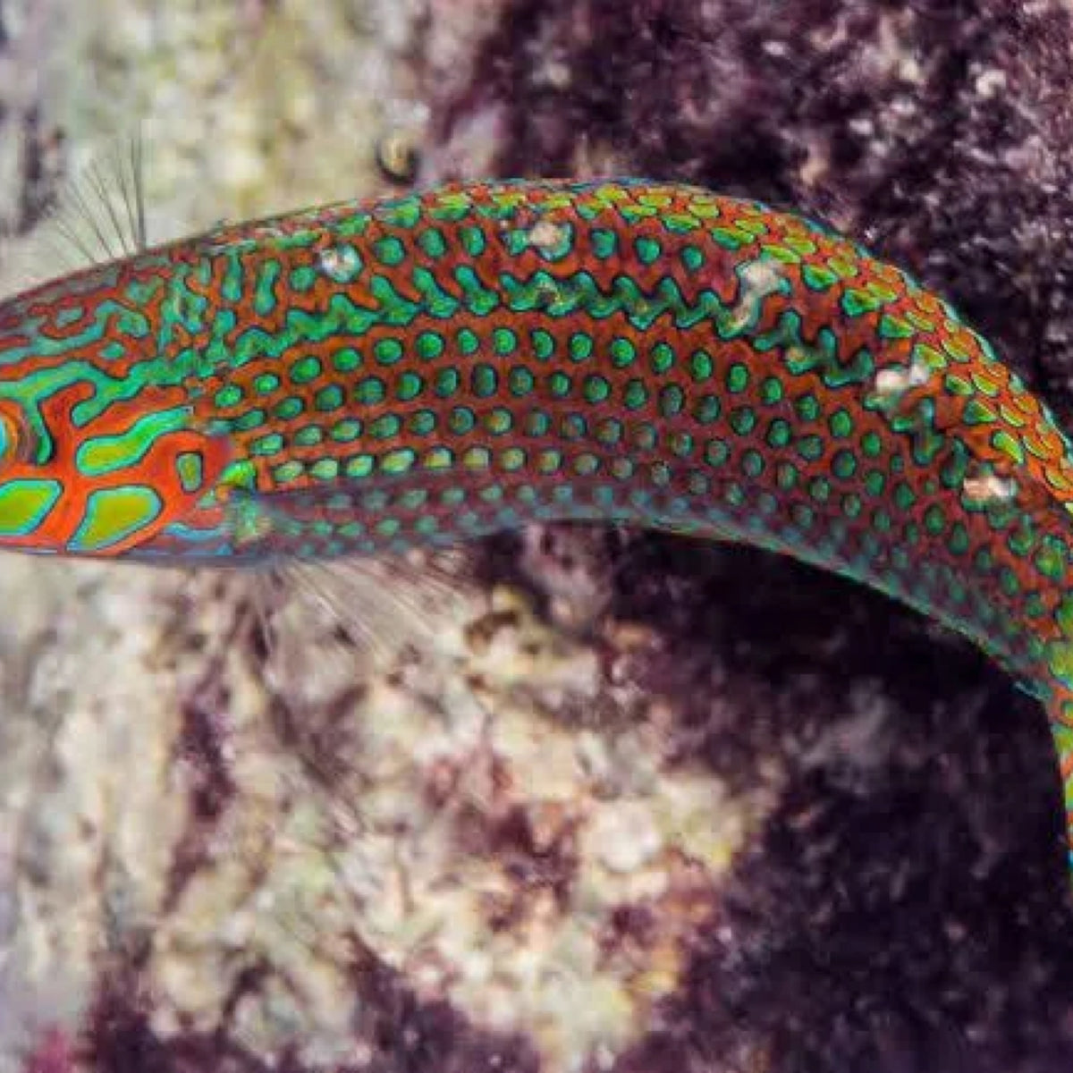 Argus Wrasse
