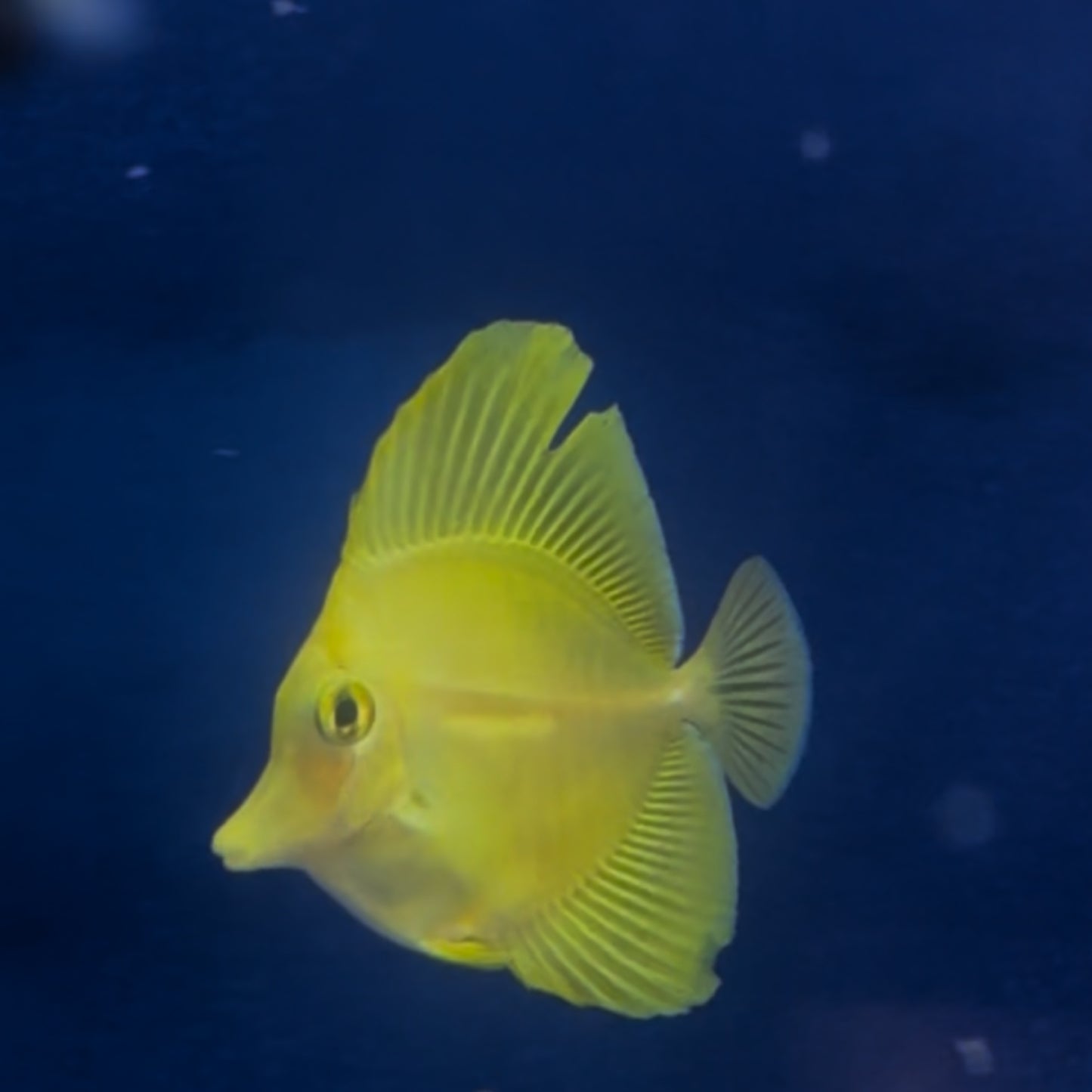 Japanese Yellow Tang Juvenile