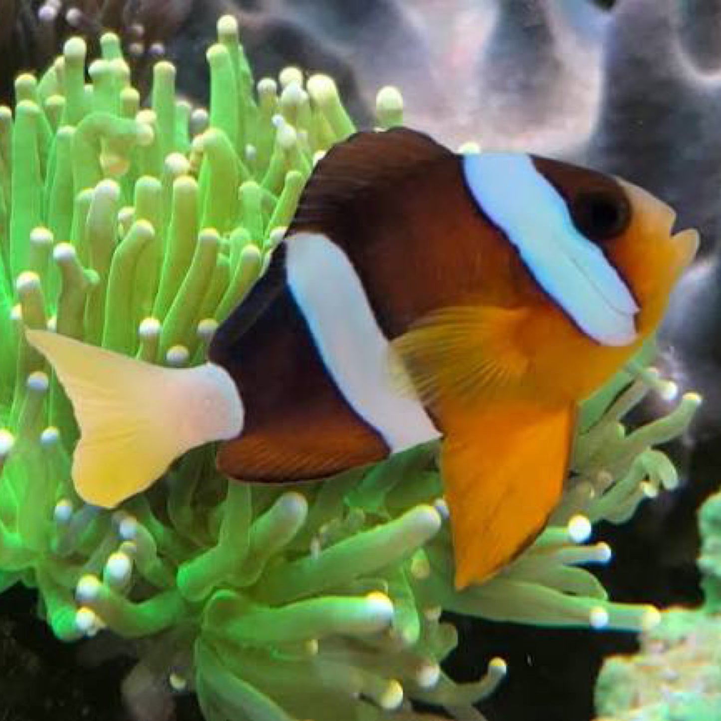 Sebae Clownfish pair