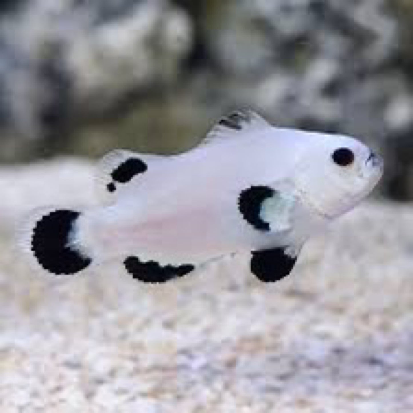Plasma Storm clown fish pair
