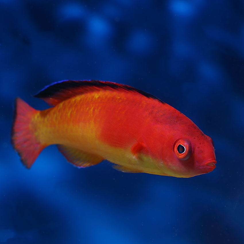 Red Hooded Fairy Wrasse