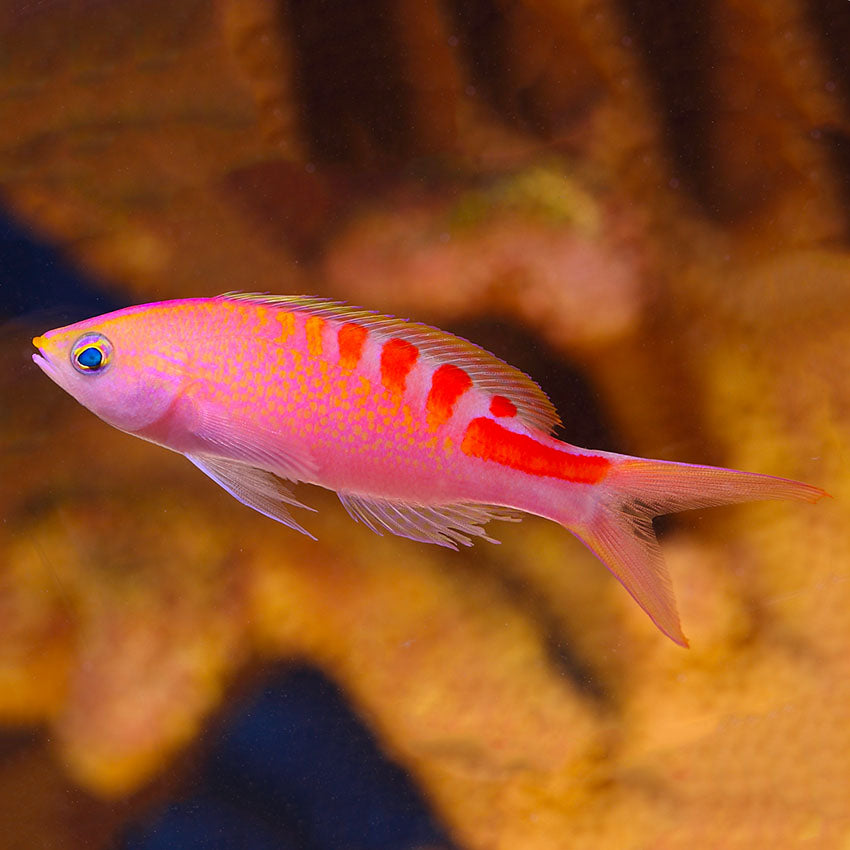 Lori Anthias Melanesia