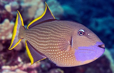 Bluethroat Trigger Fish (Reef Safe Trigger!)