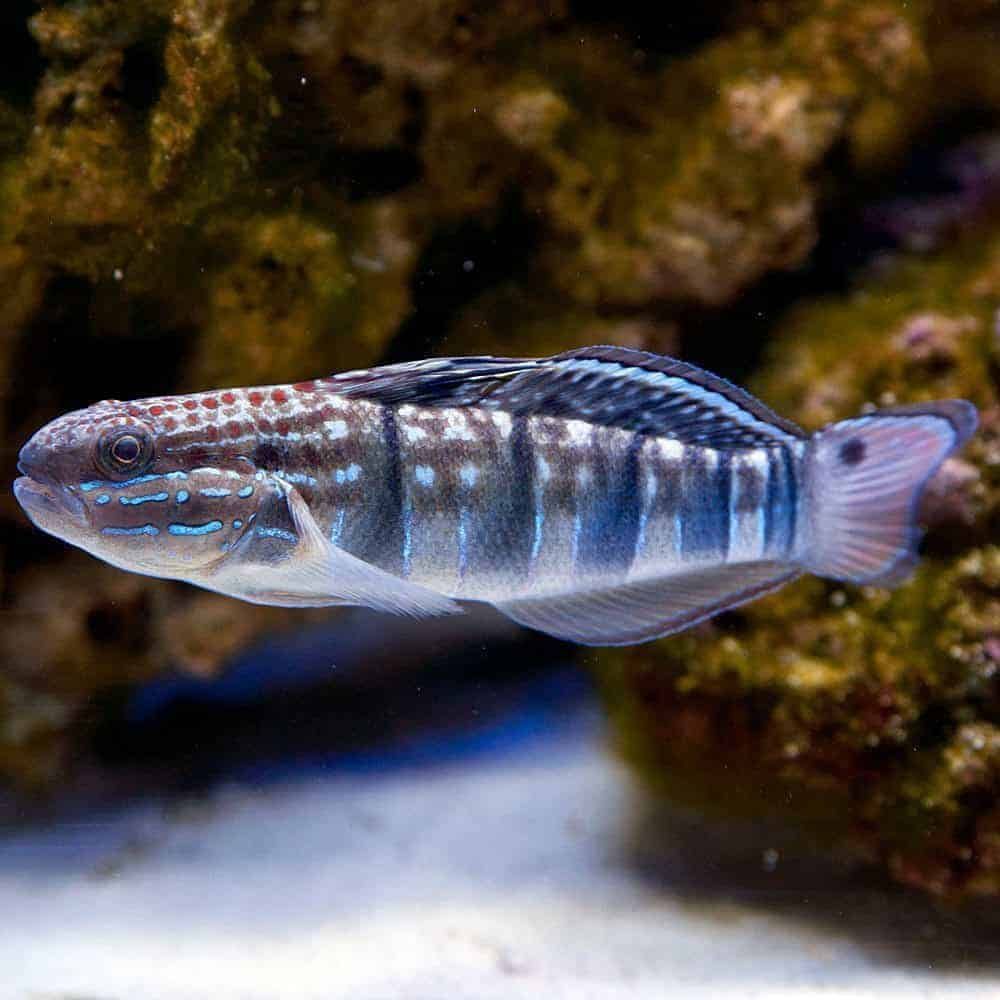 West Indian Watchman Goby