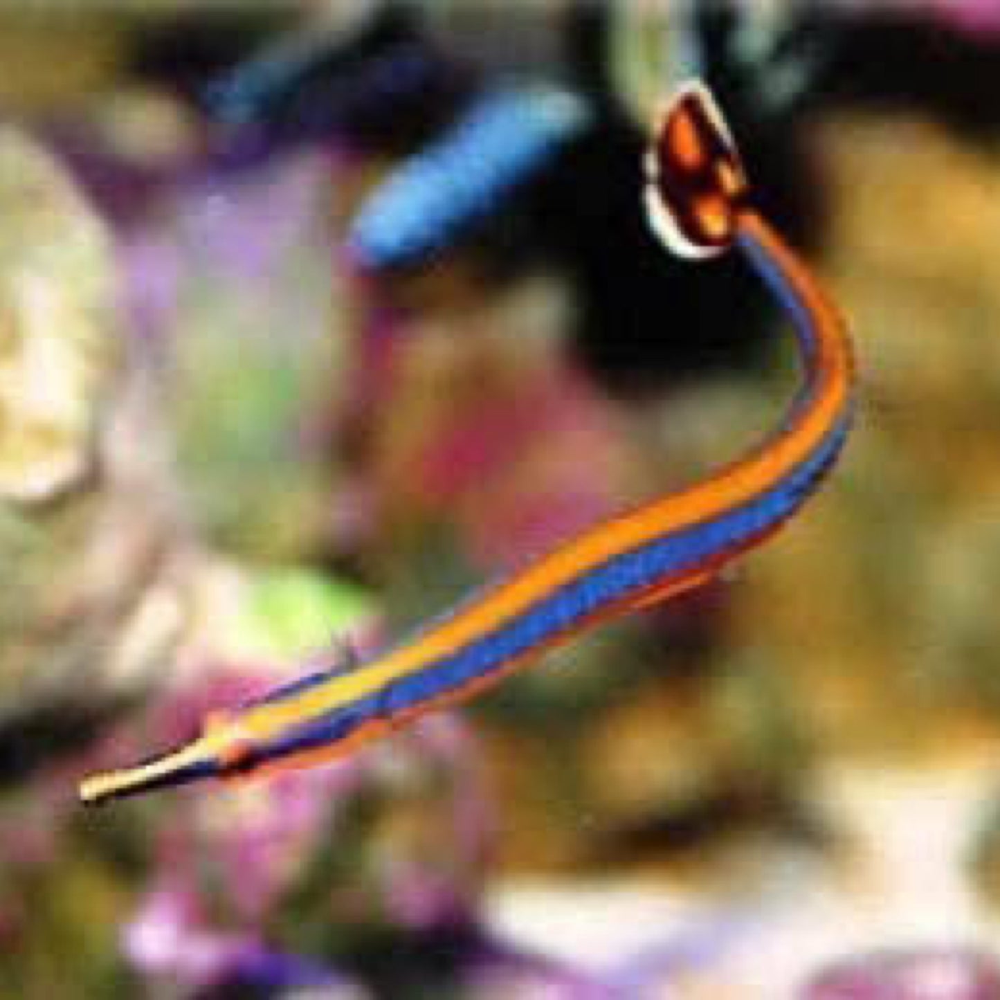 Blue Pipefish