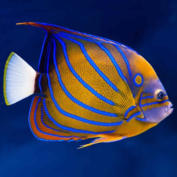Annularis angel Adult