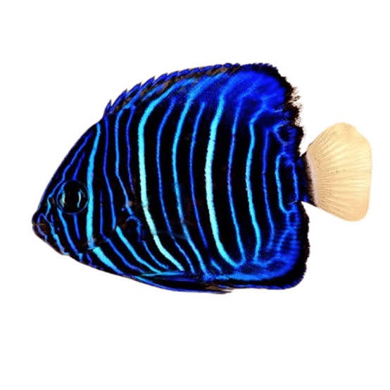 Annularis angel Juvenile