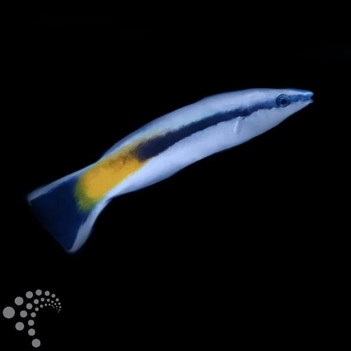 Fiji Cleaner Wrasse