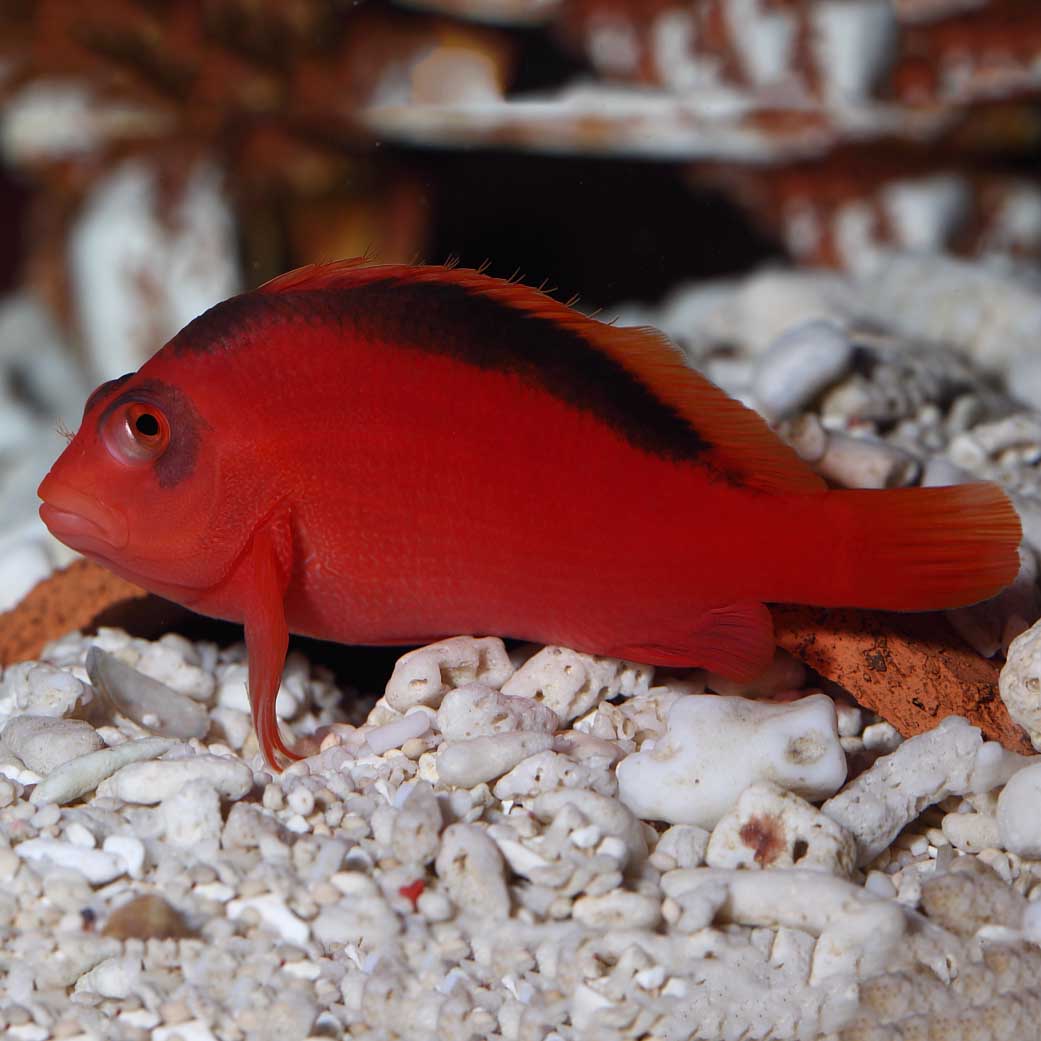 Scarlet Hawkfish