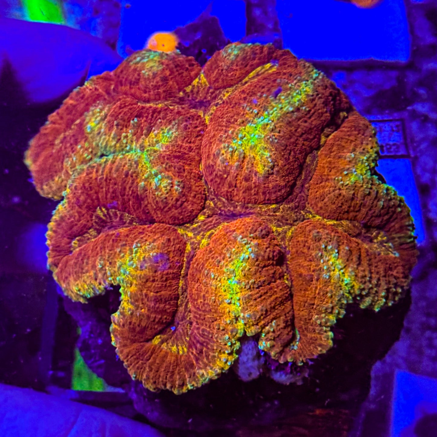 Rainbow Symphillia WYSIWYG