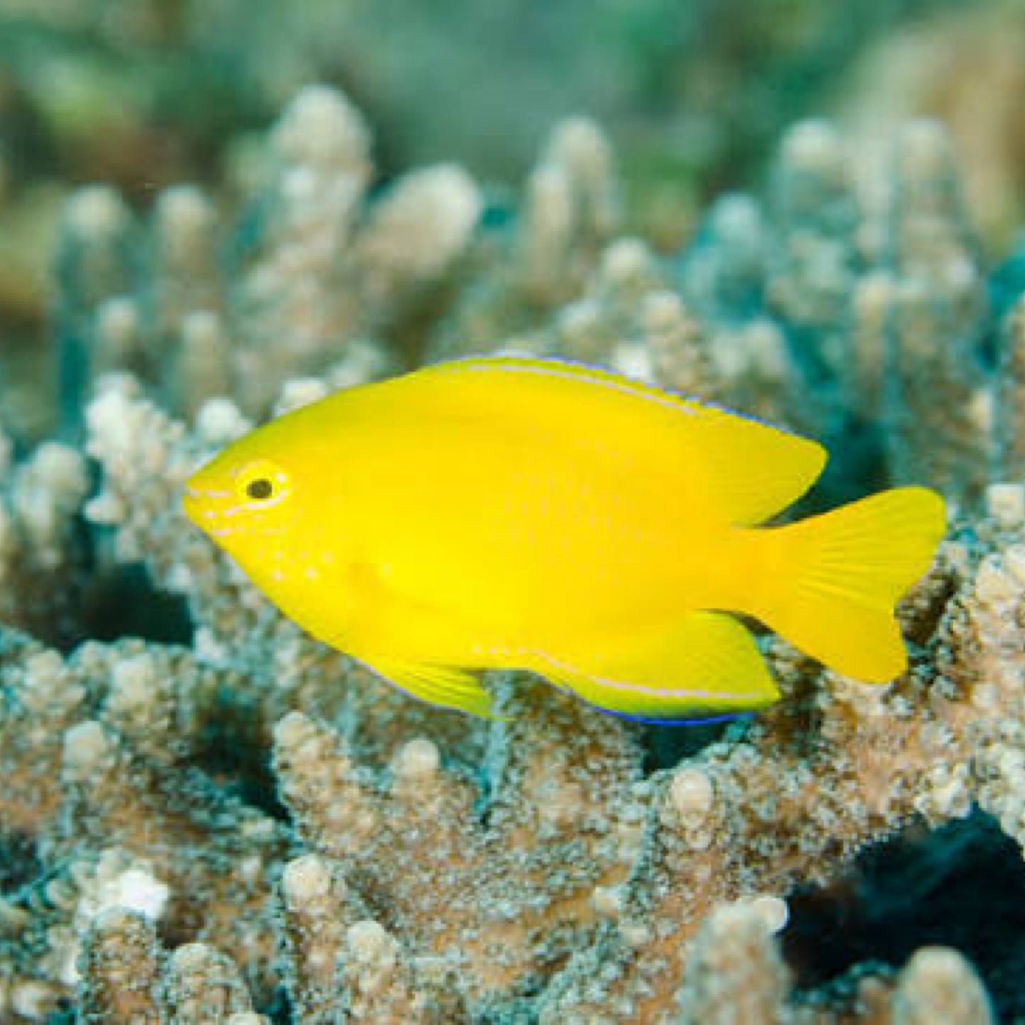Lemon Damsel