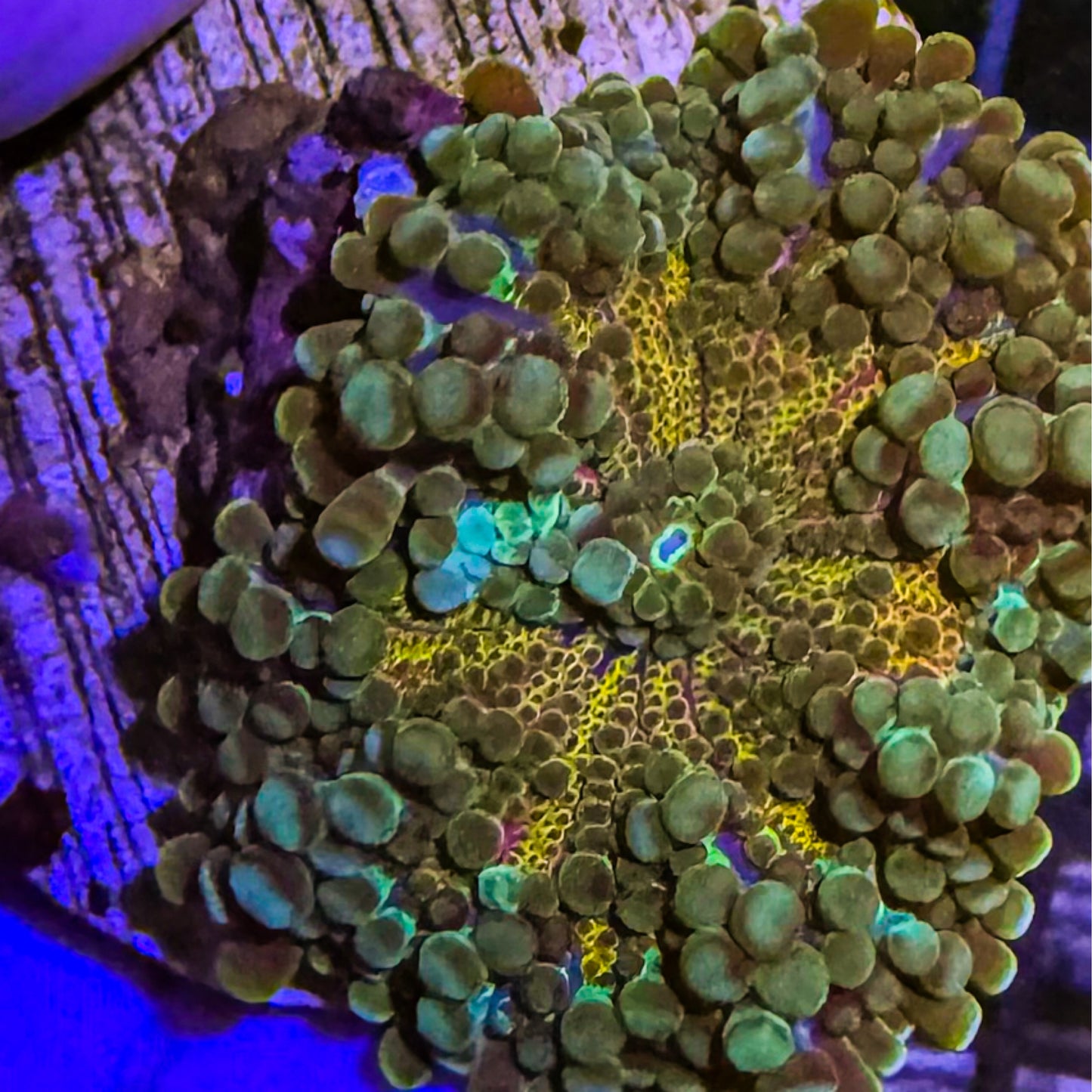 Gold Yuma Mushroom