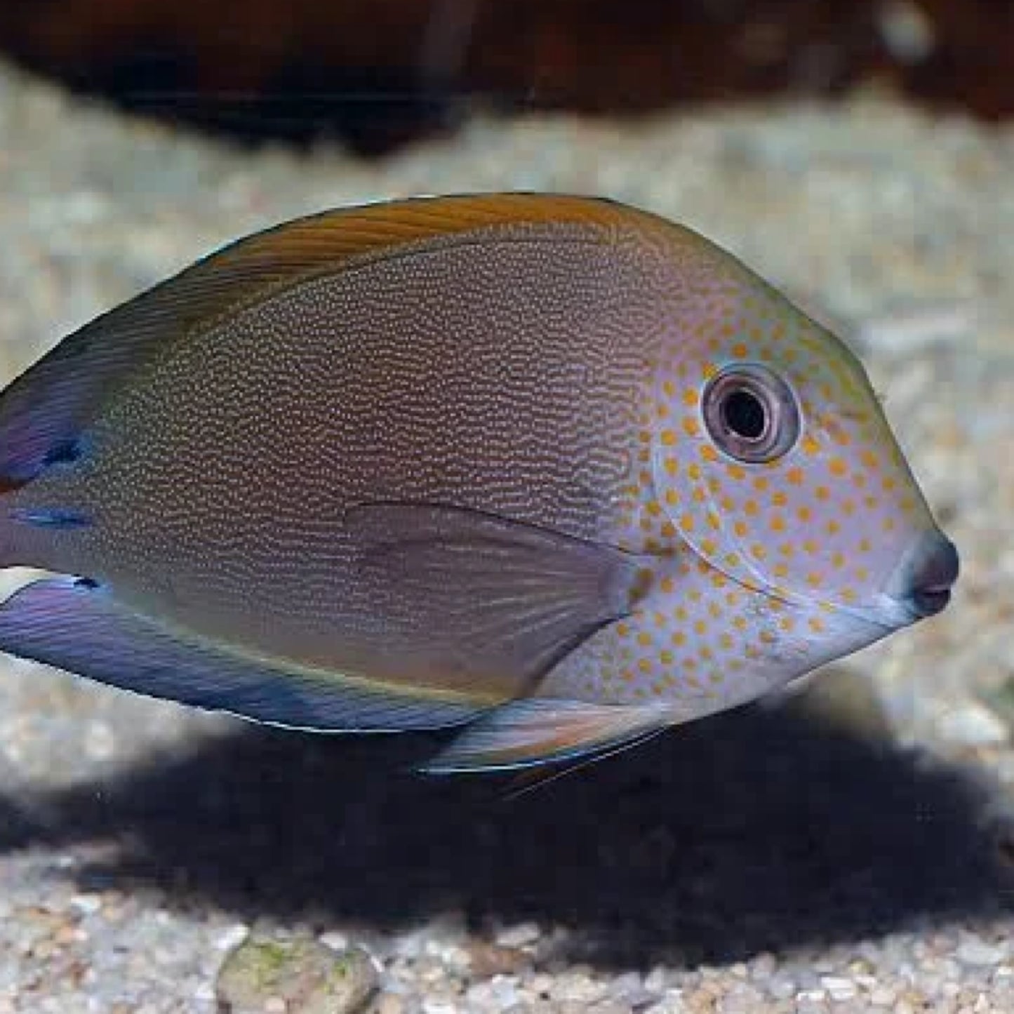 Lavender Tang