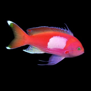 Square Anthias