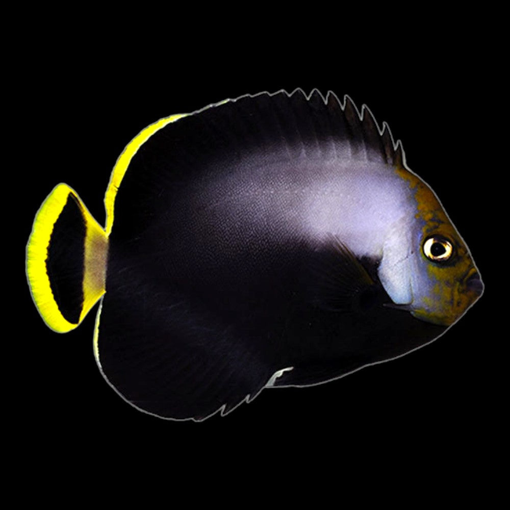 Velvet Angelfish