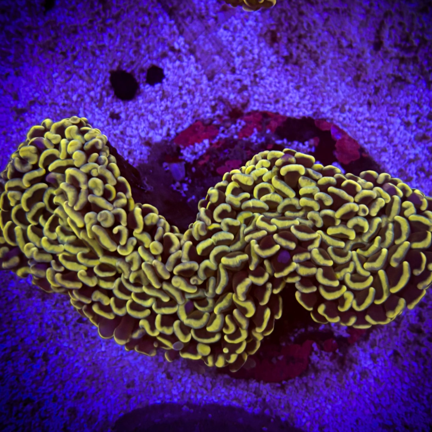 Gold Wall Hammer WYSIWYG