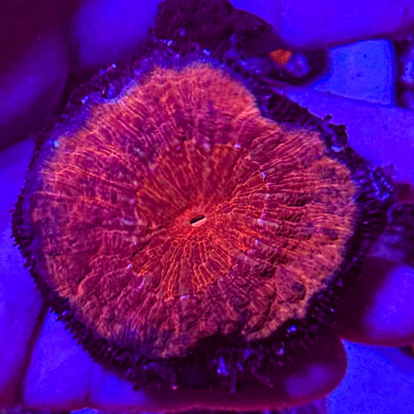 Red Lobophyllia
