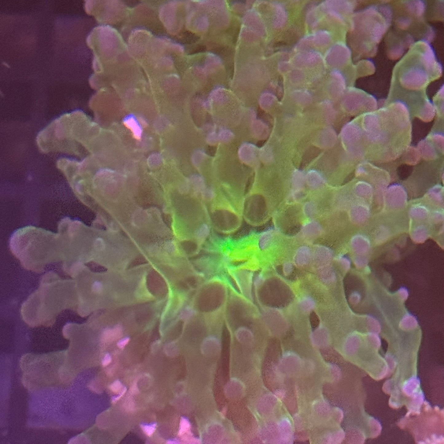 Toxic Mouth Frogspawn