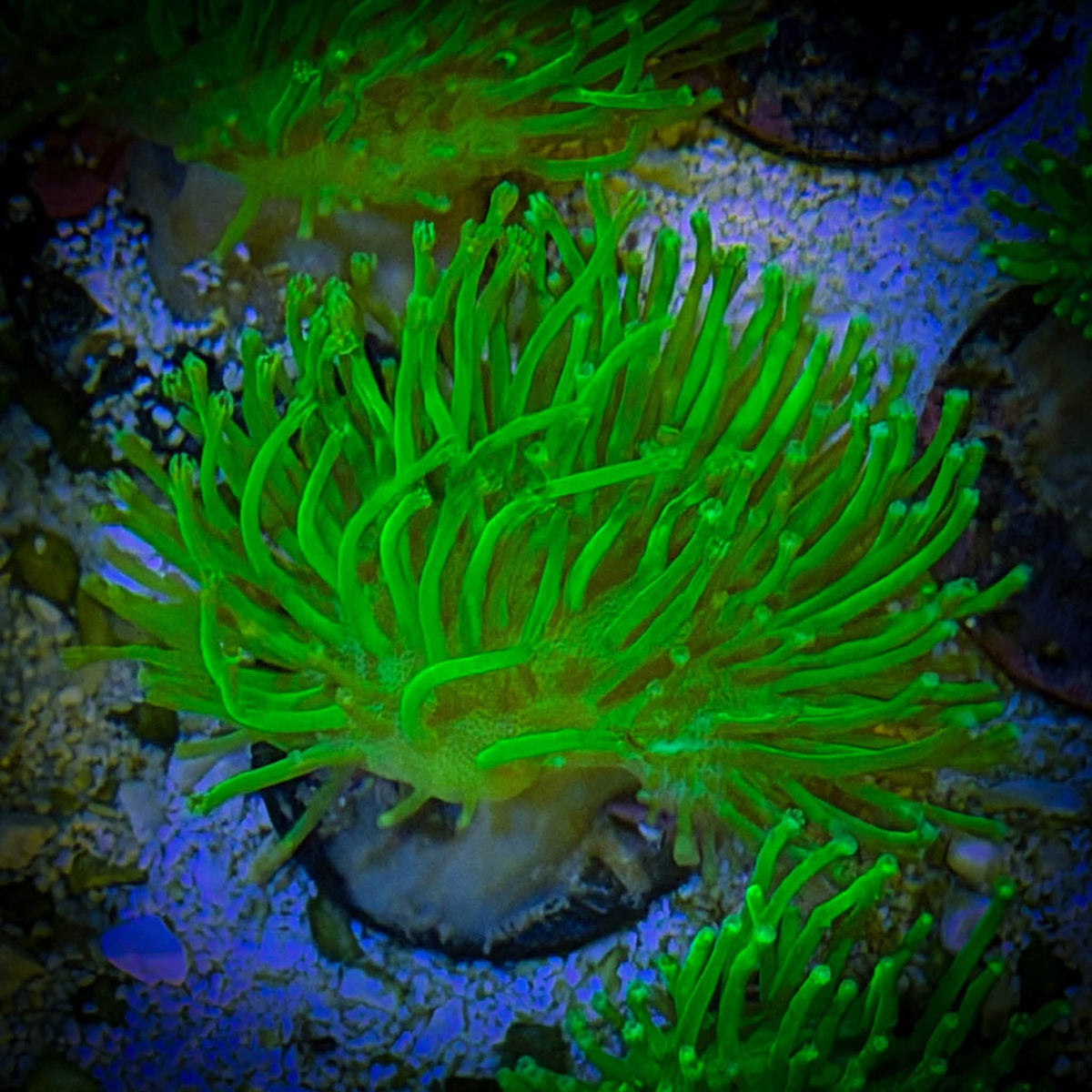 Japanese Deepwater Long Polyp Toadstool