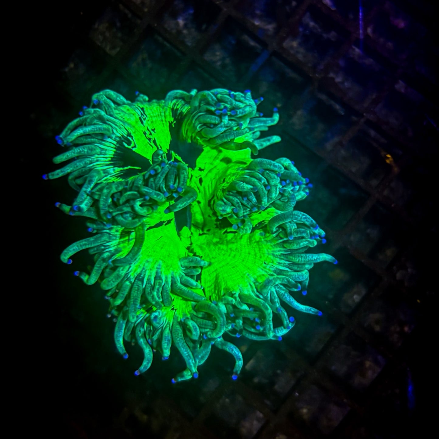 Blue Tip Elegance Coral