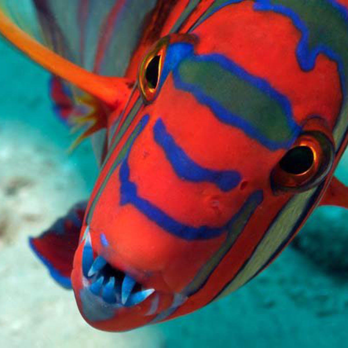 Harlequin Tuskfish (Aus Adult)