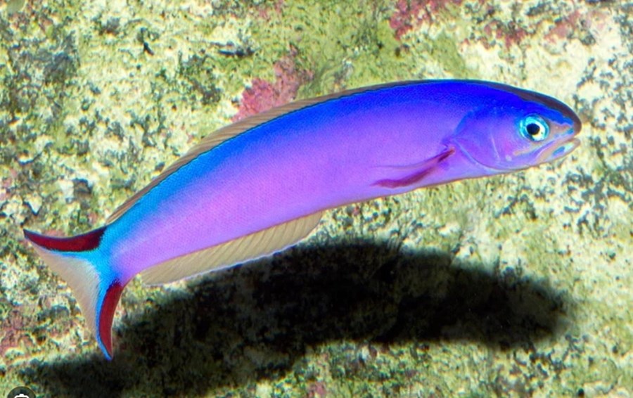 Purple Tilefish