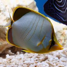 Gold Rim Butterfly