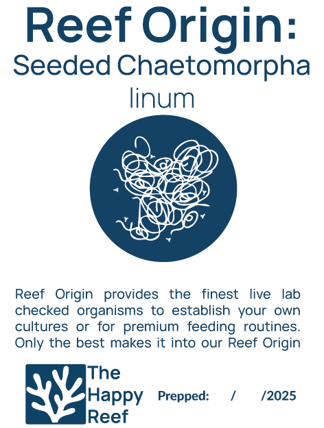 Reef Origin: Chaetomorpha linum