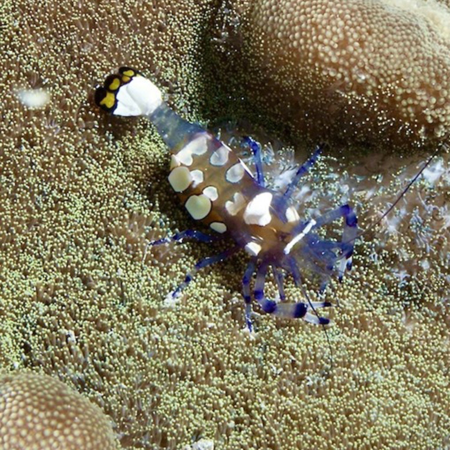 Peacock Tail Anemone Shrimp