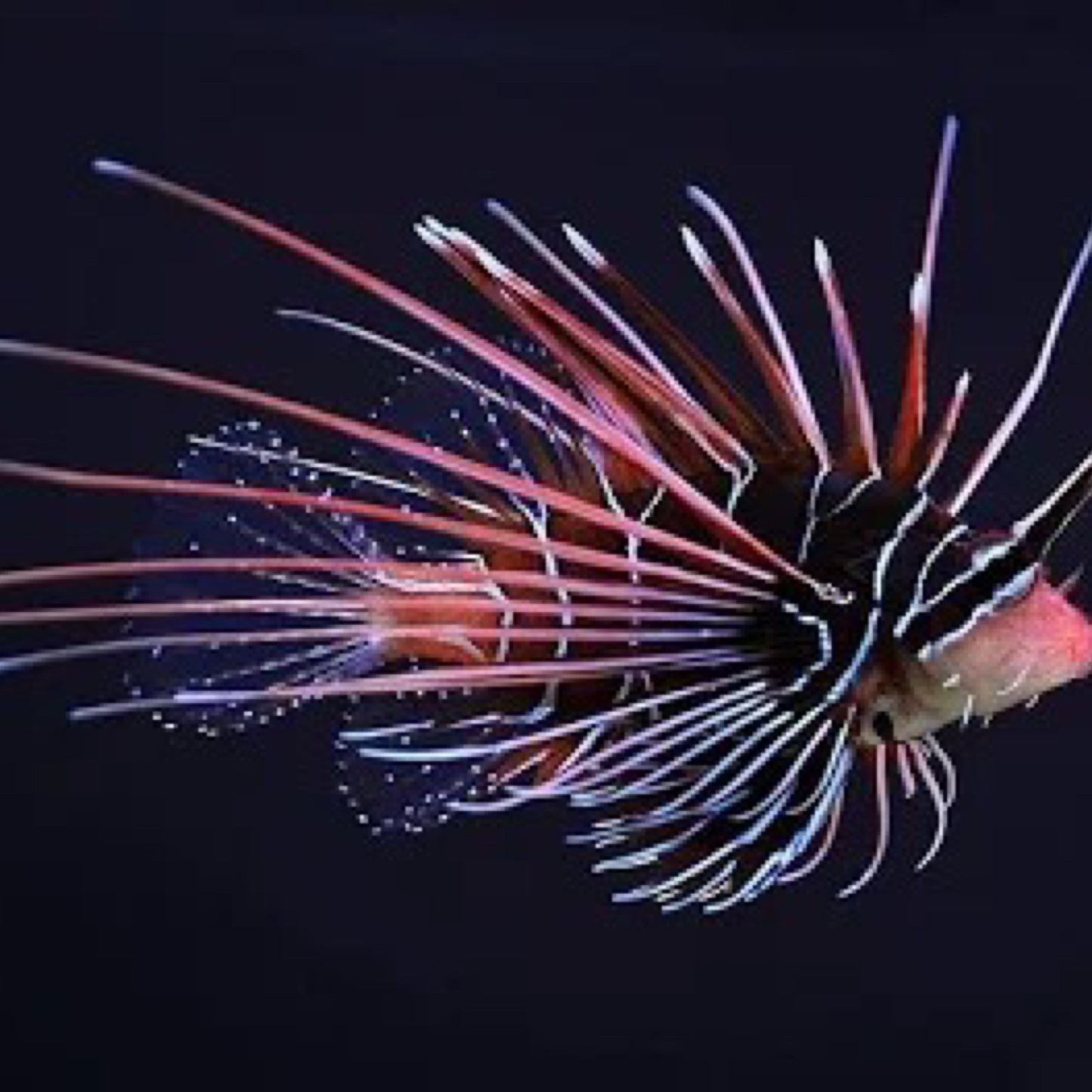 Radiata Lionfish