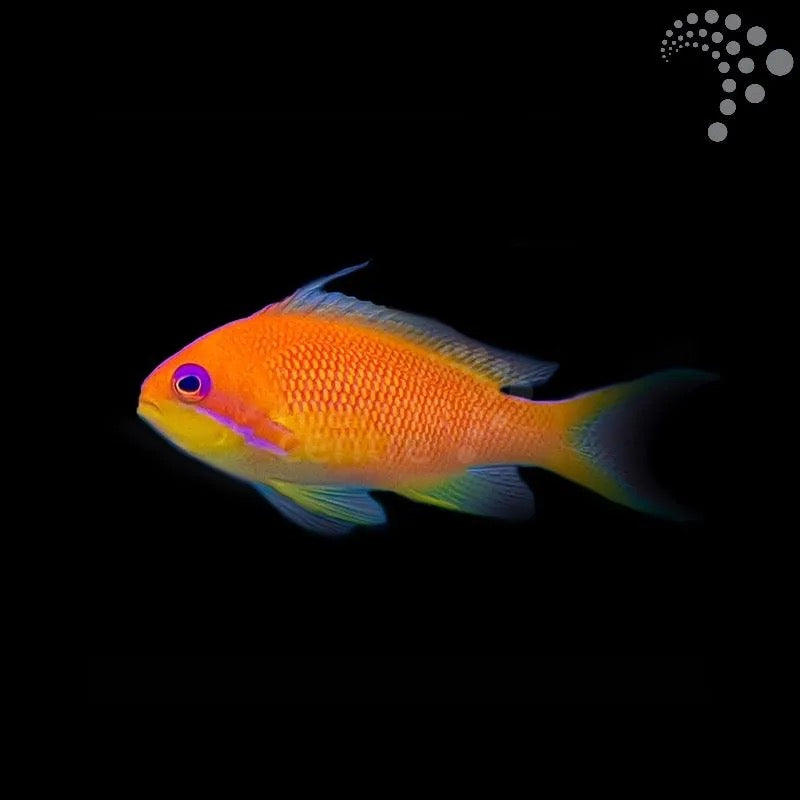 Wreck Fish- West Indian (Female)