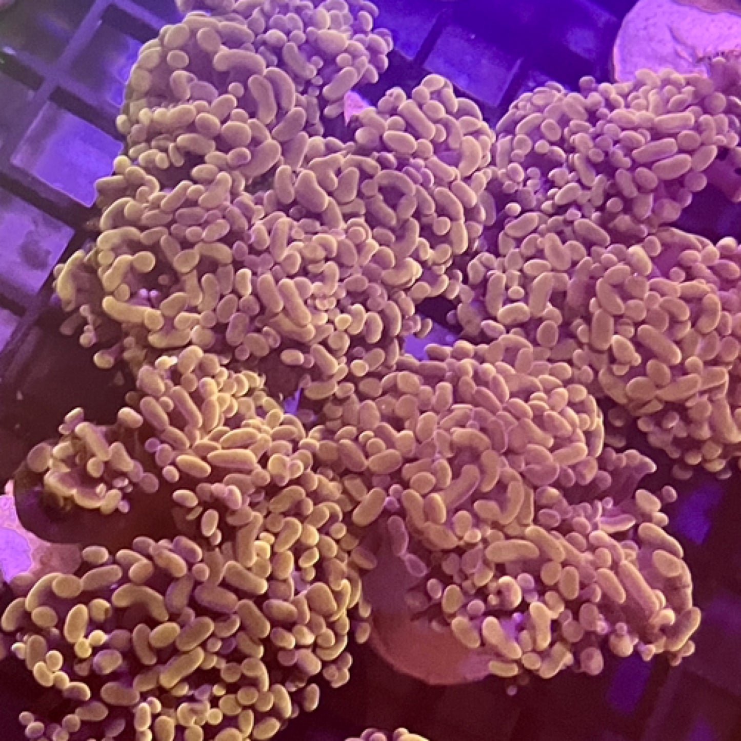 Orange Hammers