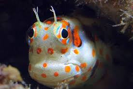Red Spot Flymo Blenny
