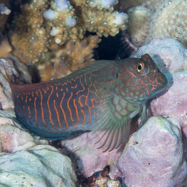 Red Streaked Blenny