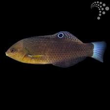 Monti Bug Eating Wrasse