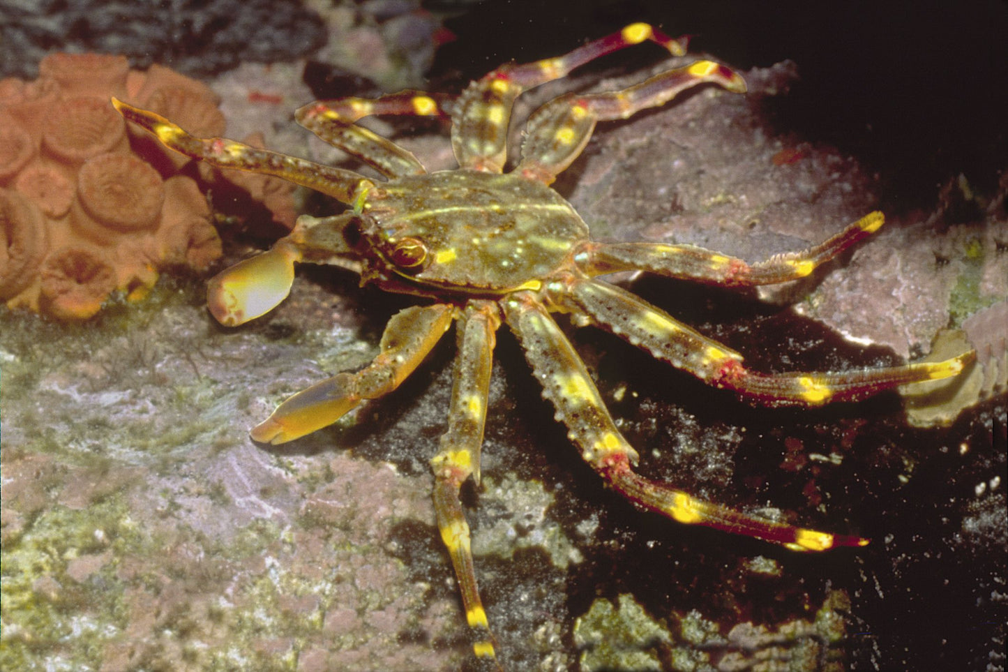 Sally lightfoot crab
