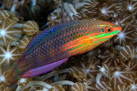 Red Lined Wrasse