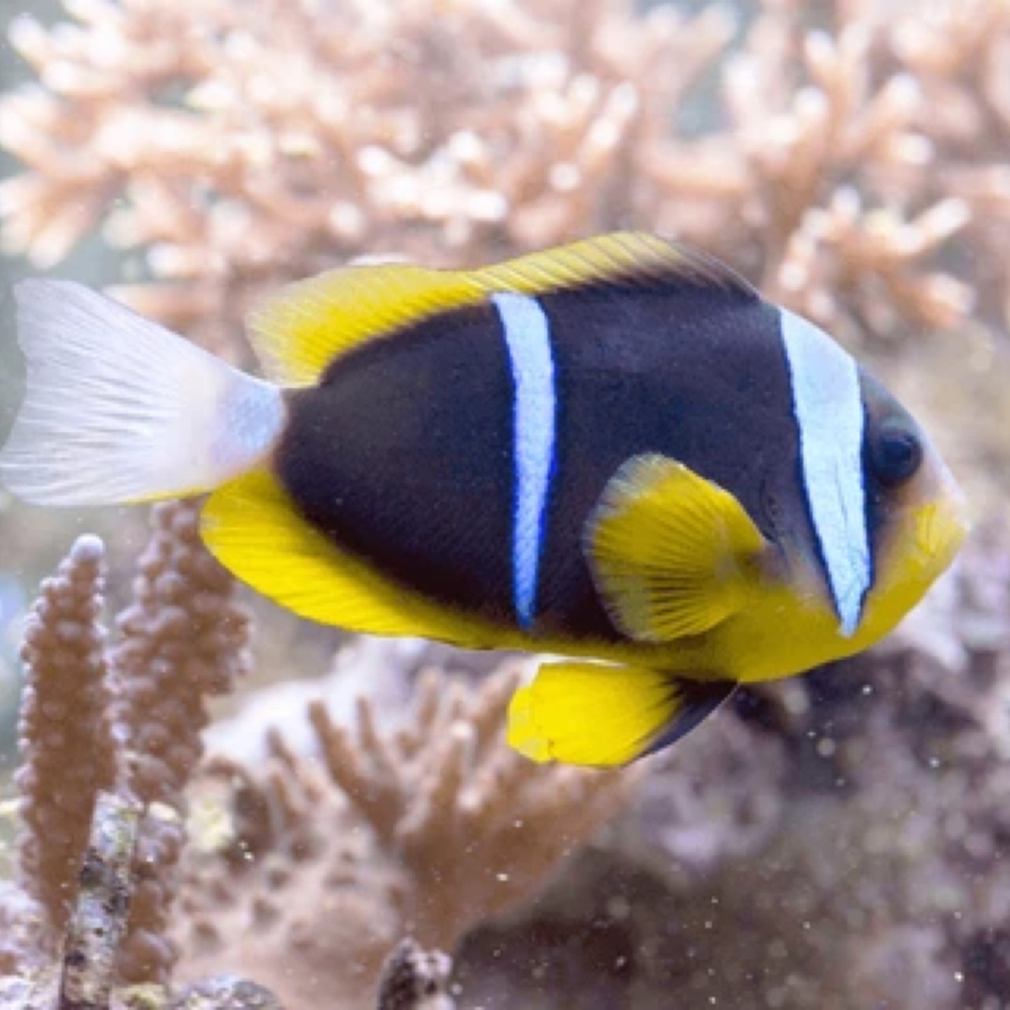 Chocolate Clownfish Pair
