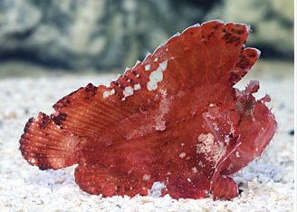 Pink Leaf Fish