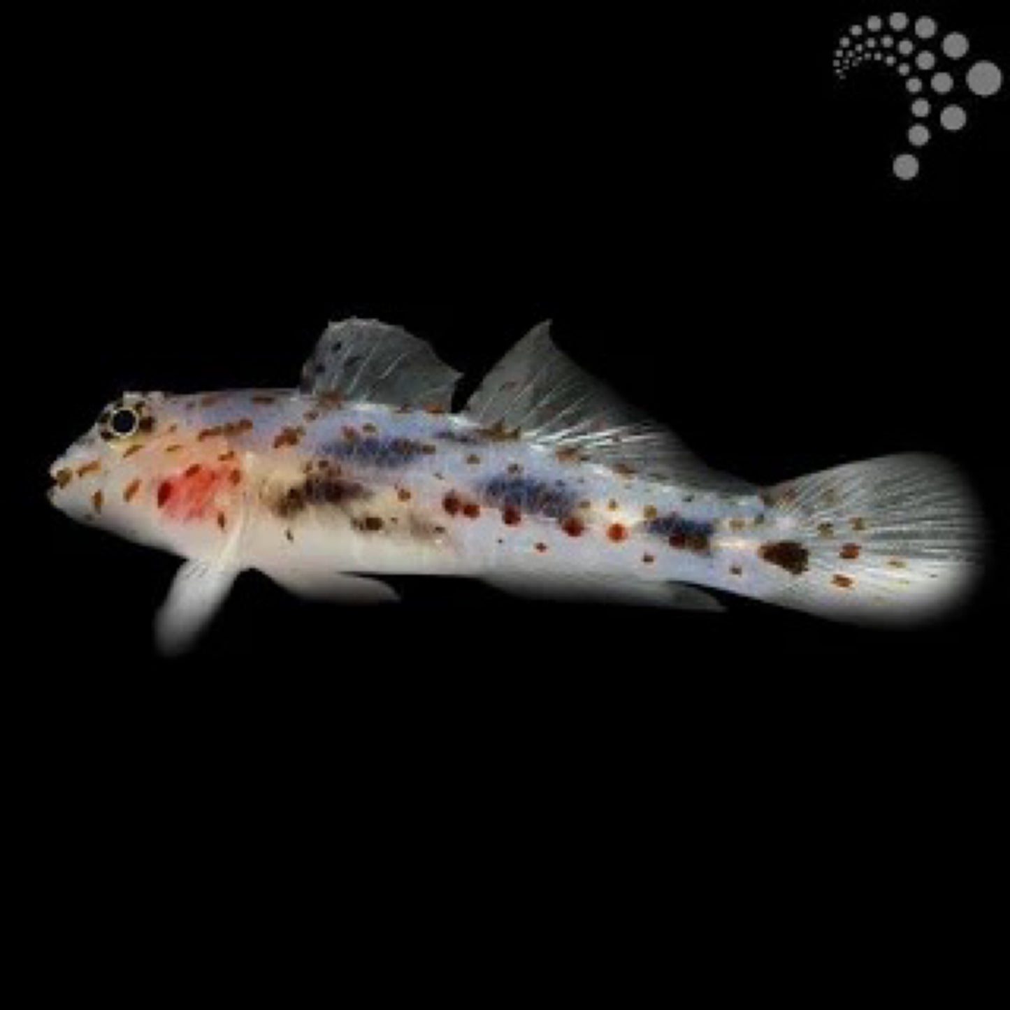 Ghost Goby