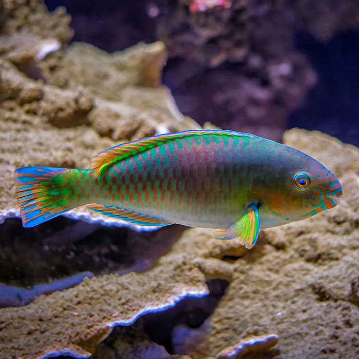 Quoyi Parrotfish (The Only Reef Safe Parrotfish)