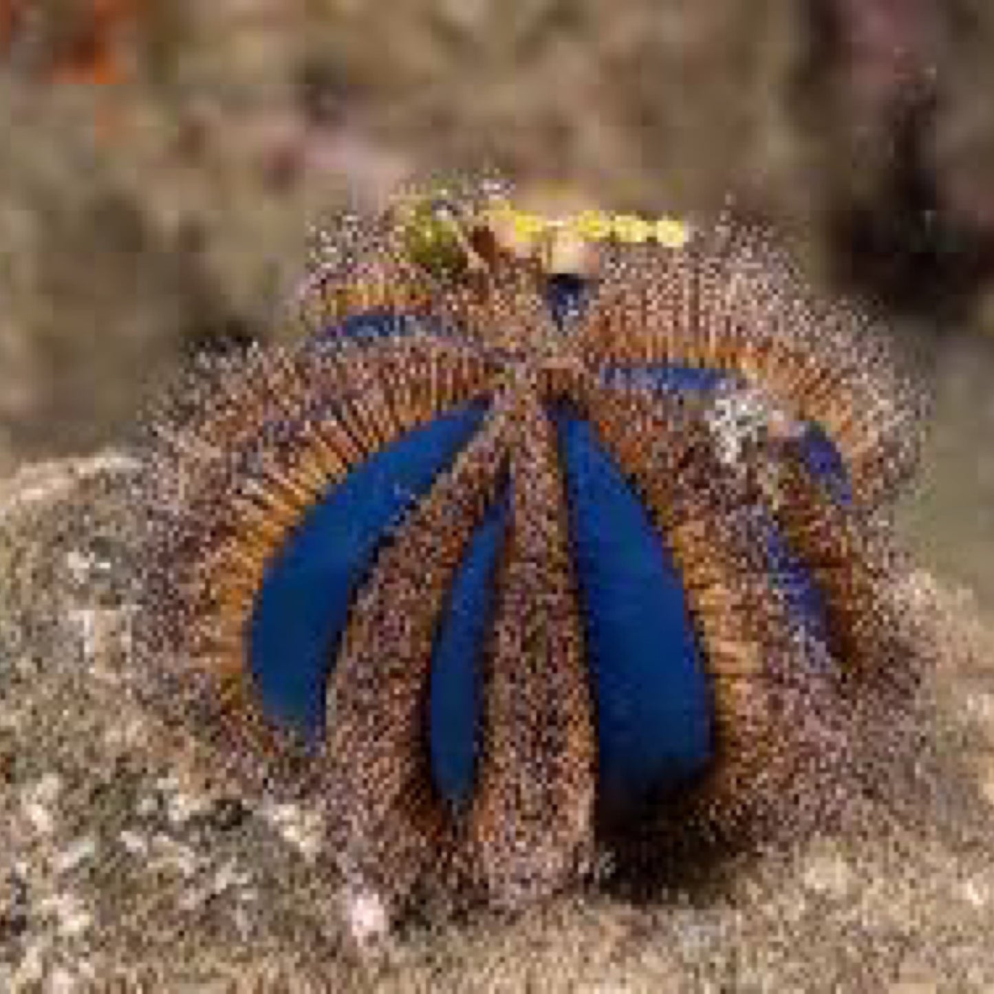 Tuxedo Urchin