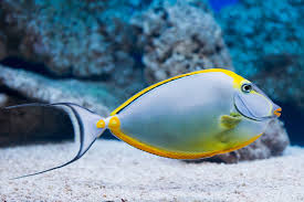 Naso Tang