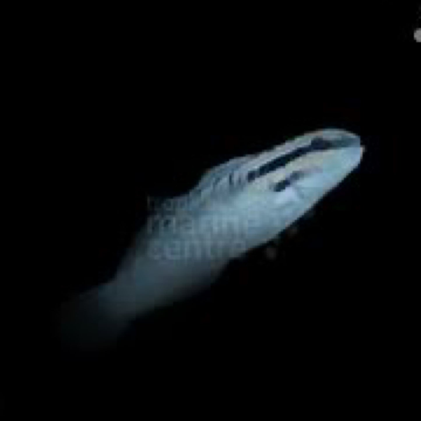 White watchman goby