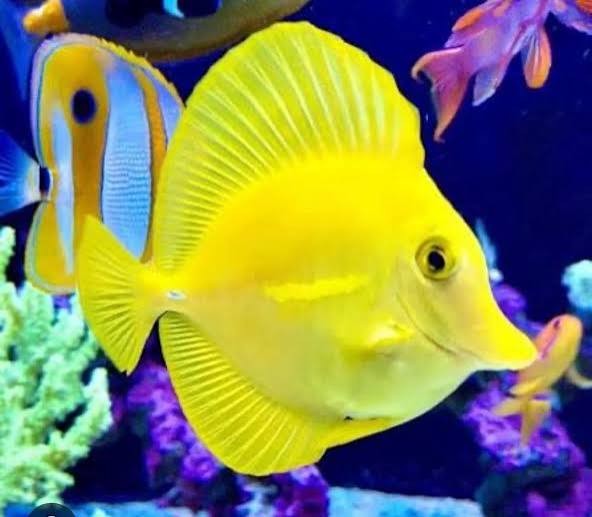 Adult Yellow Tang (Wild)