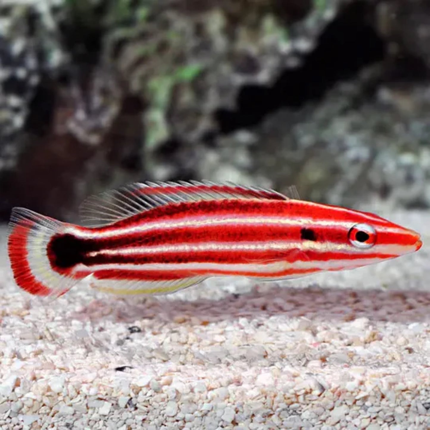 Candy Cane Hogfish