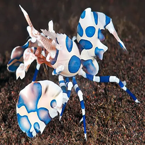 Harlequin Shrimp