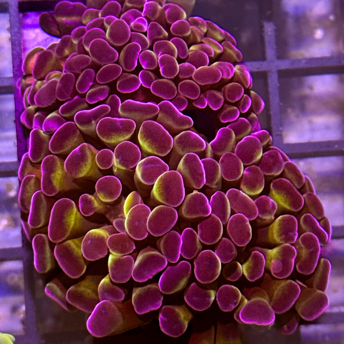 Purple Tip Hammer