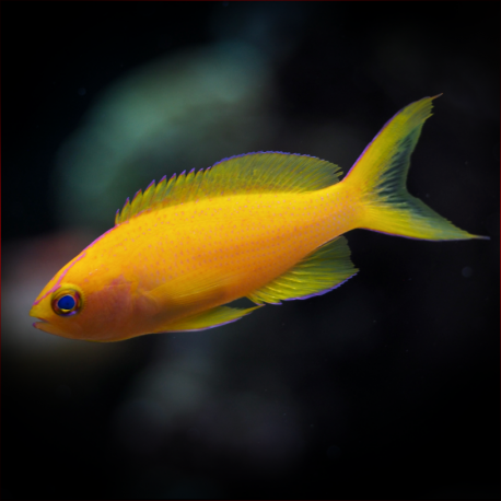 Diamond Anthias